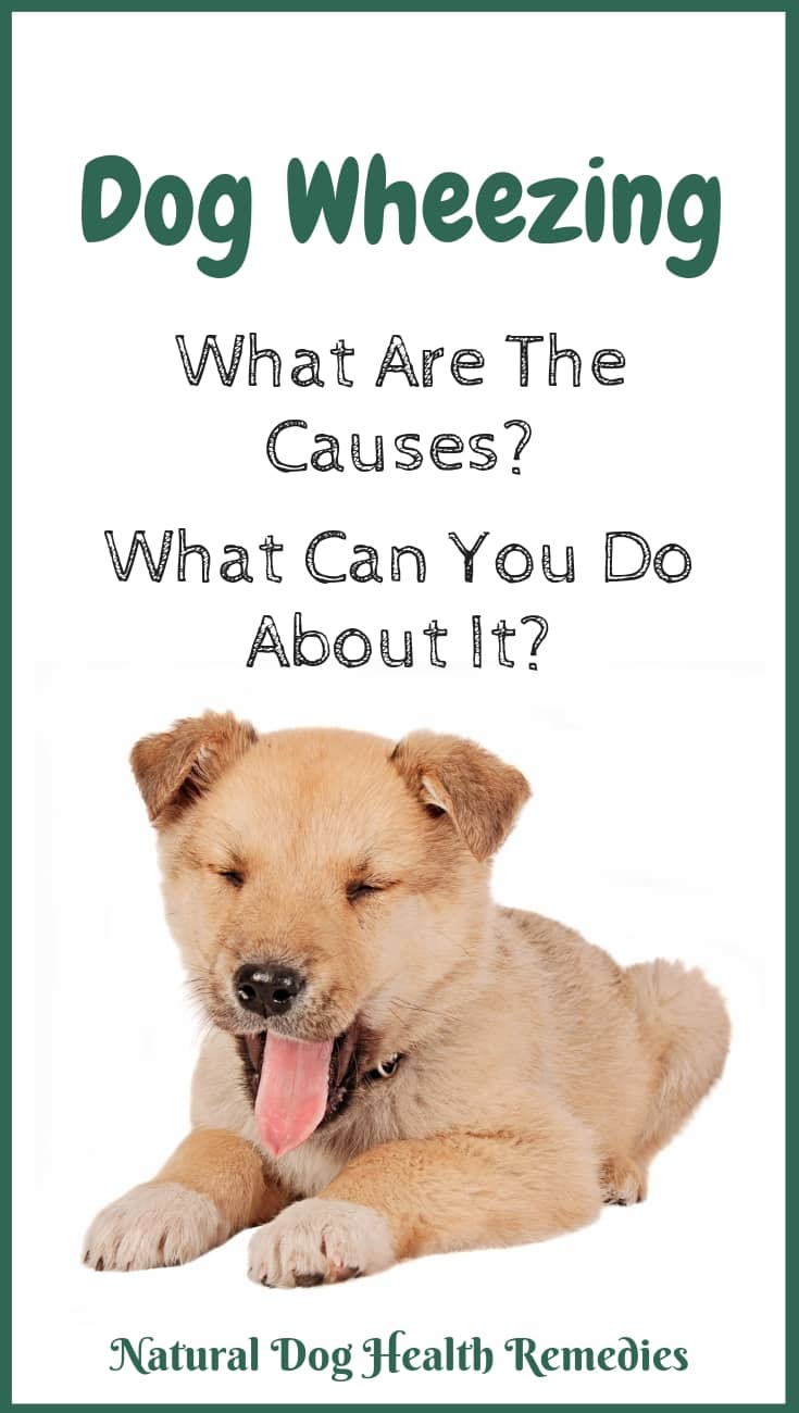 What Causes Dog Wheezing What You Can Do About It