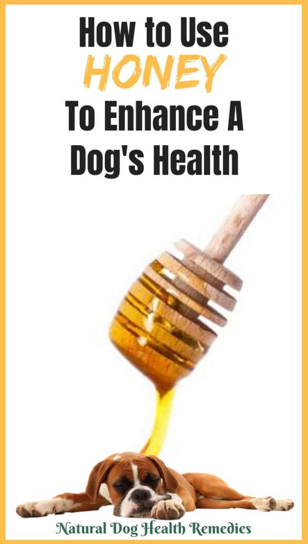 Honey Benefits to Dogs