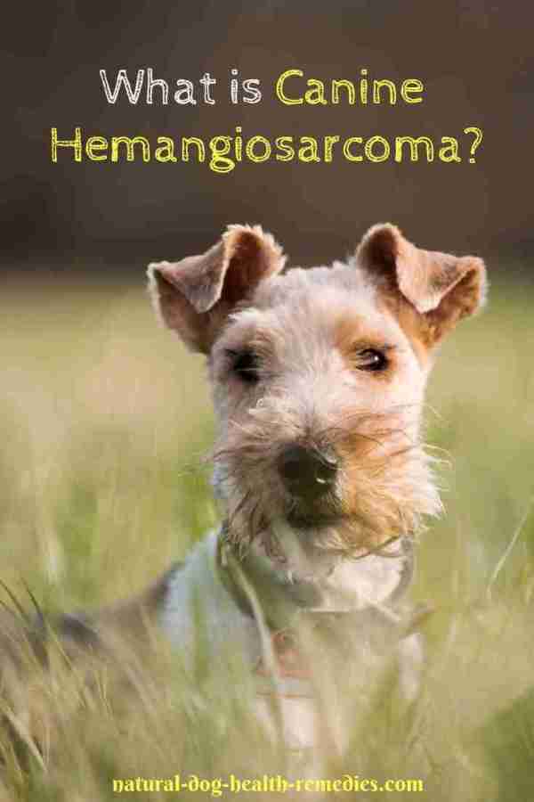 Symptoms and Treatment for Canine hemangiosarcoma