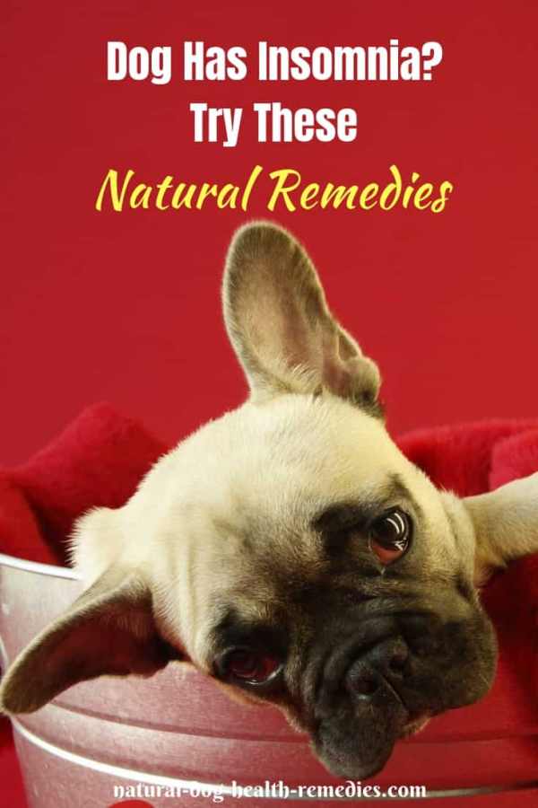 Canine Insomnia Treat Dog Sleep Disorders Naturally