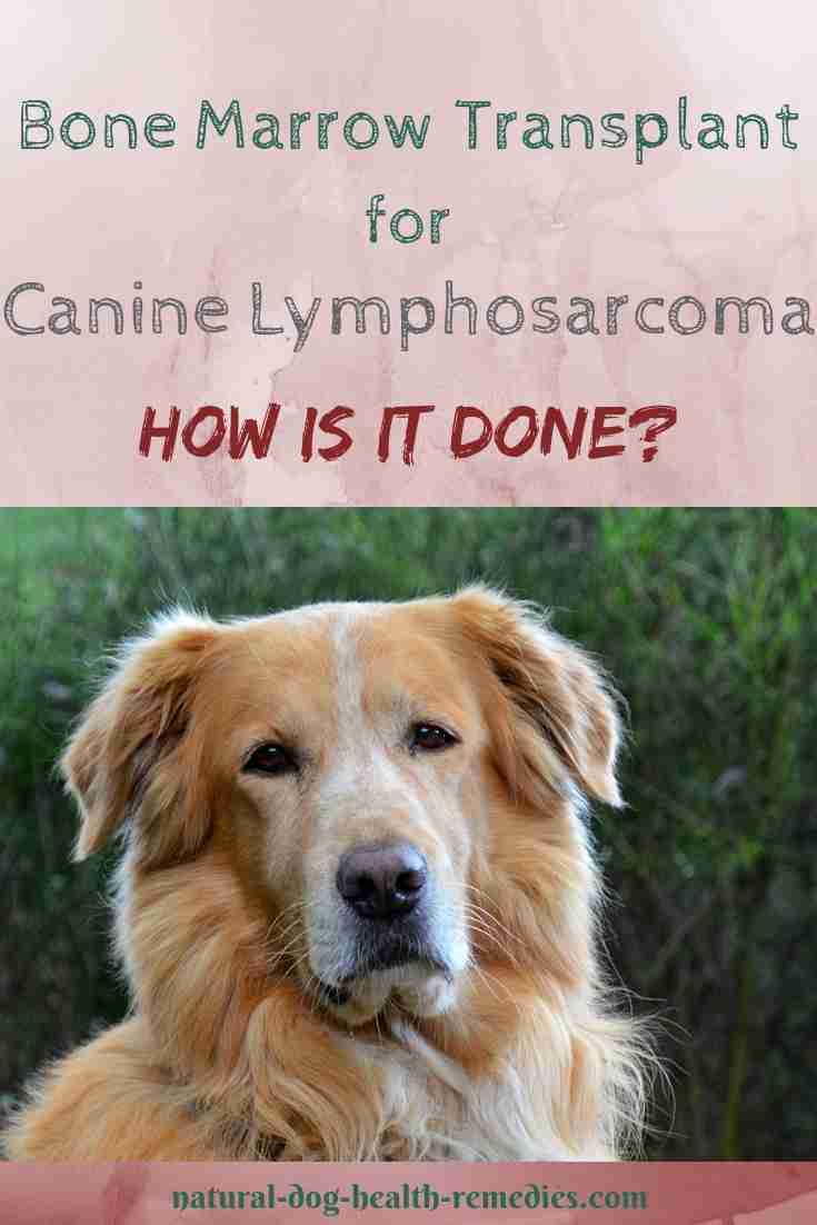 Canine Lymphosarcoma Bone Marrow Transplant
