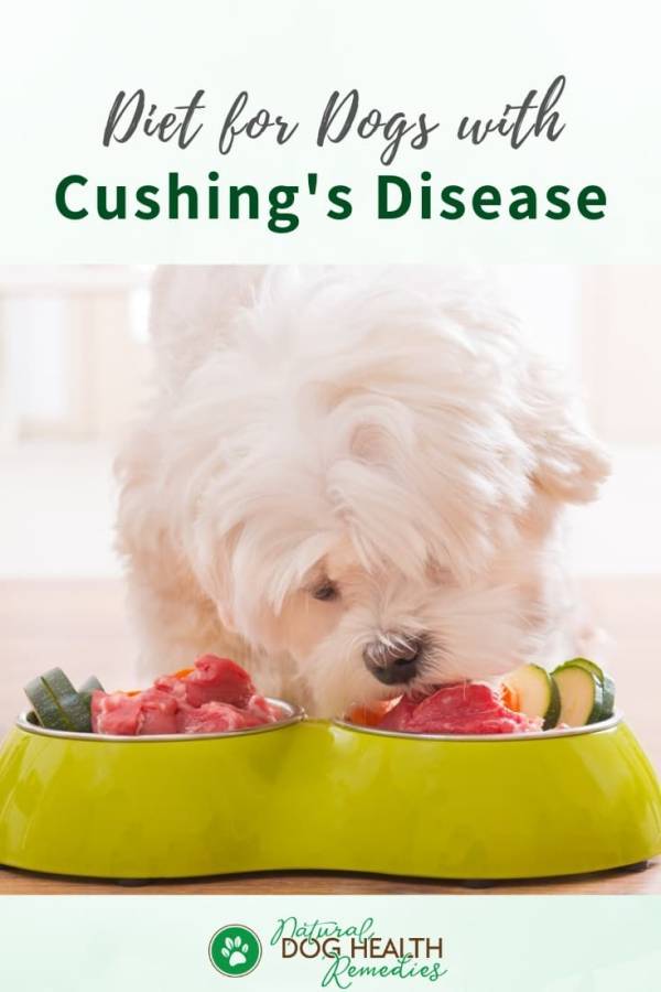 Dog Cushings Diet and Natural Remedies