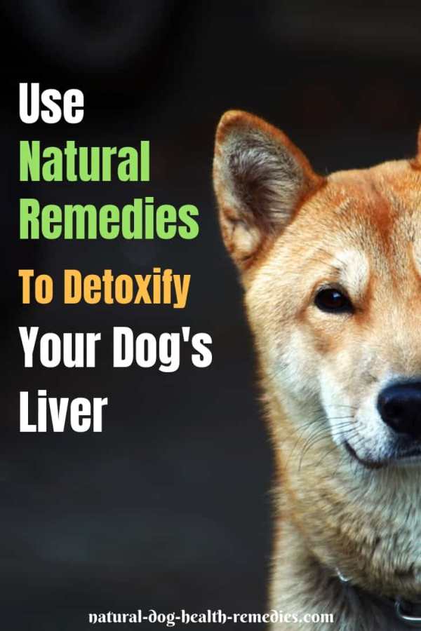 dog-detox-how-to-detoxify-your-dog