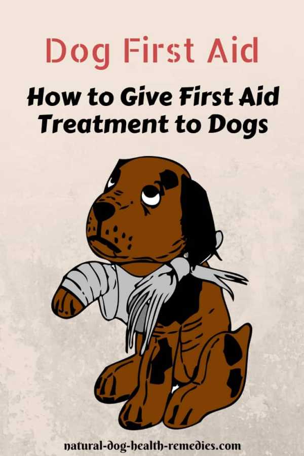 How to Give First Aid Treatment to Dogs