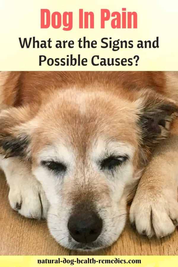 Dog Pain Relief And Medications Causes And Symptoms Of A Dog In Pain