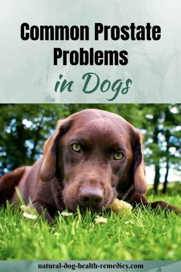 Dog Prostate Problems