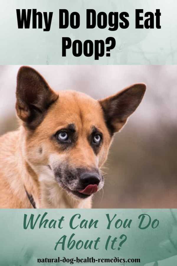 Why Do Dogs Eat Poop