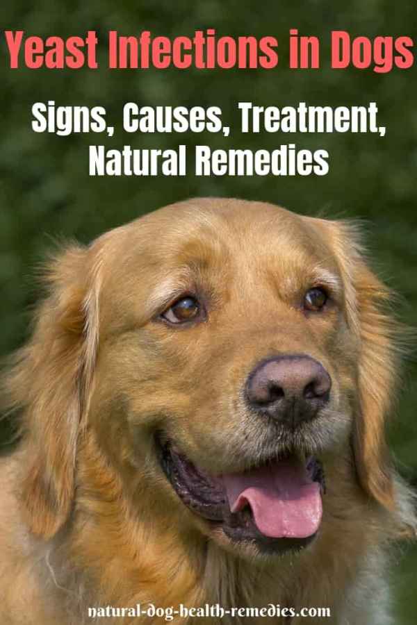 Dog Yeast Infections Causes Symptoms Home Remedies