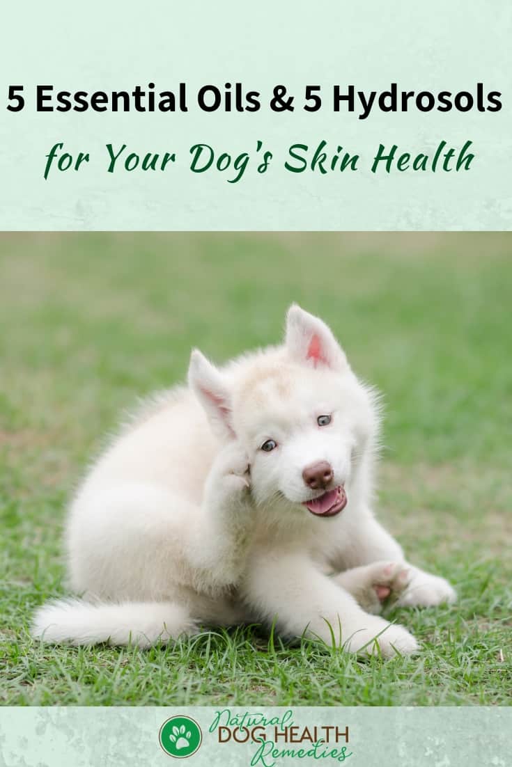 Essential Oils for Dog Skin Health