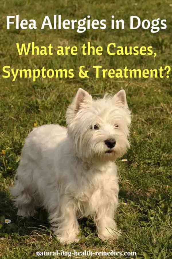 Home Remedies for Flea Allergies in Dogs