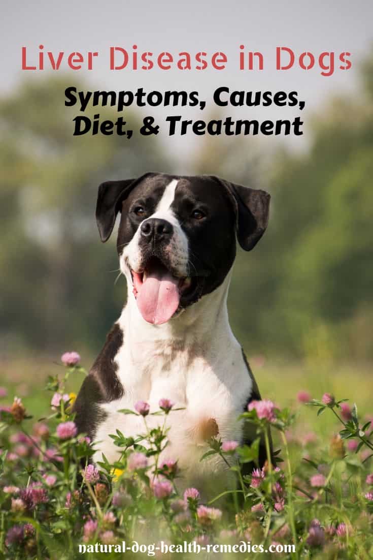 Liver Disease In Dogs Causes Symptoms Treatment