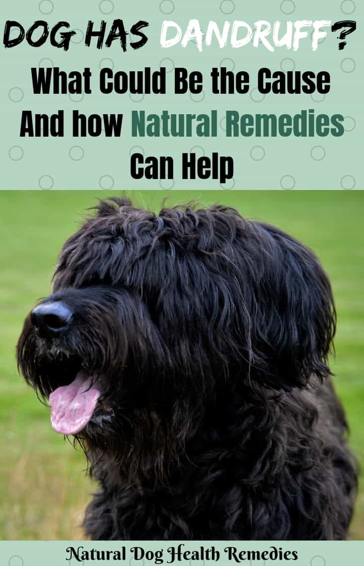 Dog Dandruff Home Remedies