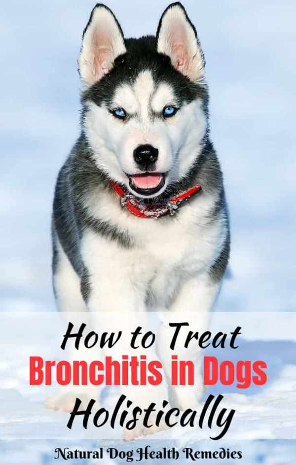 Dog chronic shop bronchitis natural treatment