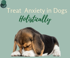 Dog Anxiety Natural Home Remedies How To Calm an Anxious Dog