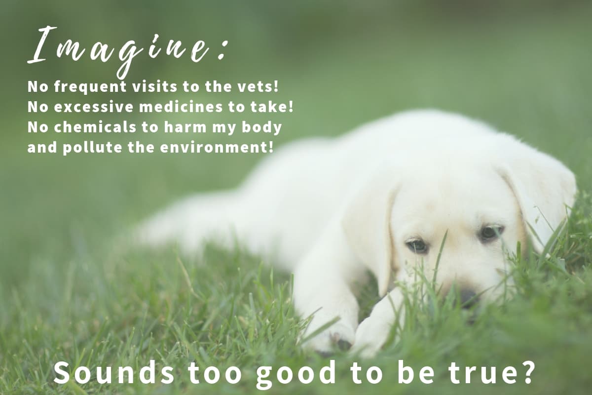 holistic dog care