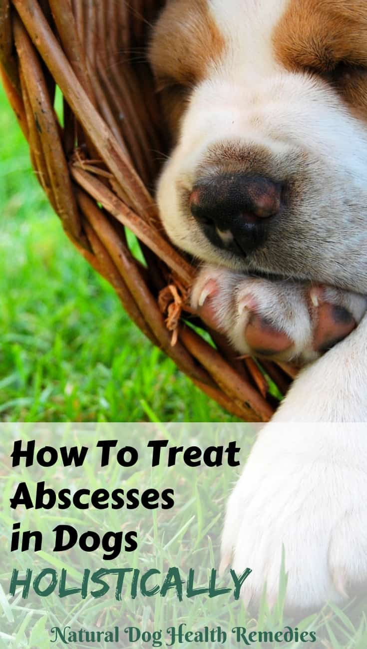 dog abscess treatment