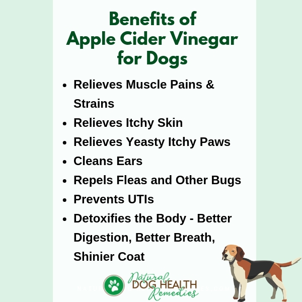 how does apple cider vinegar get rid of fleas on dogs