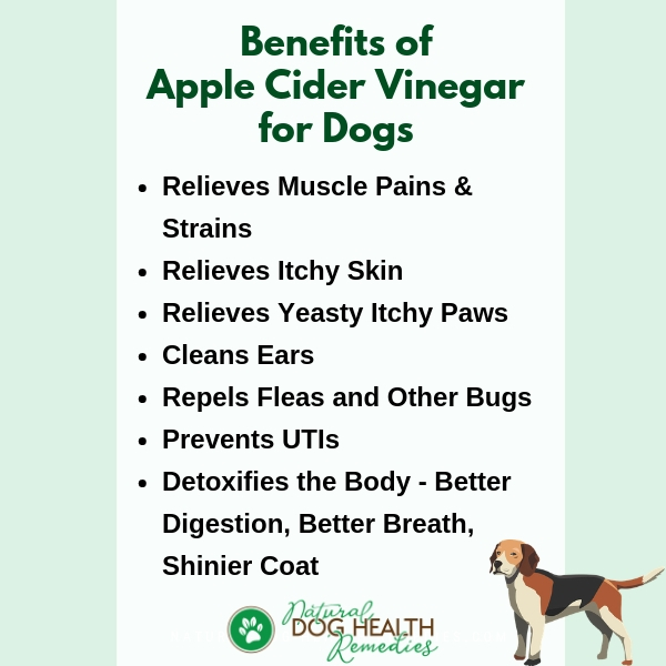 Using Apple Cider Vinegar On Dogs At Patrick Marshall Blog