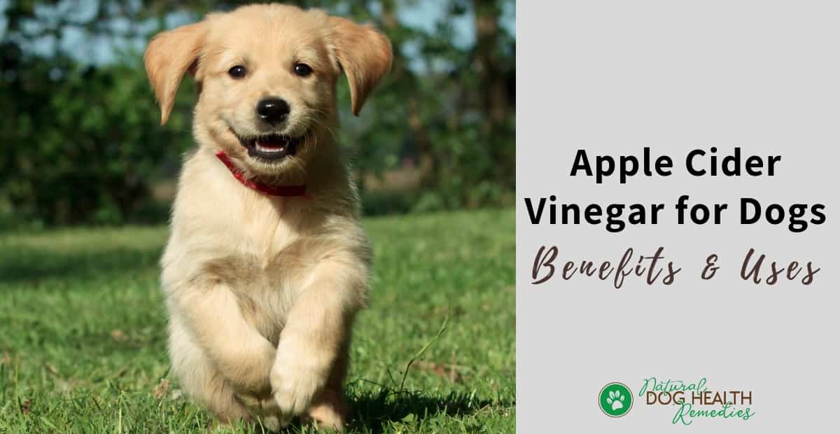 Apple Cider Vinegar For Dogs Uses And Benefits