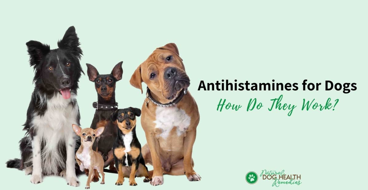 which antihistamine is best for dogs