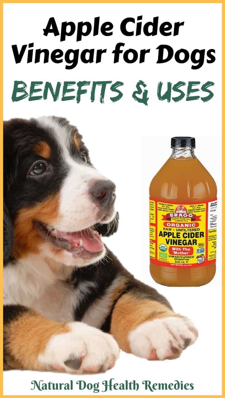 dog ear cleaner apple cider vinegar