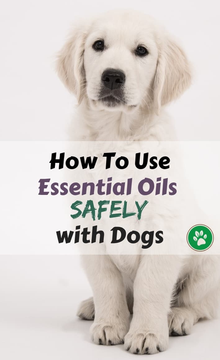 Using Aromatherapy Safely on Dogs | Unsafe Essential Oils for Dogs