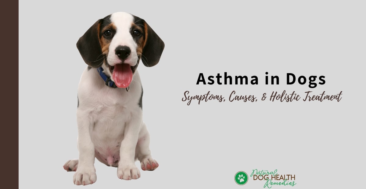 what do i do if my dog has asthma