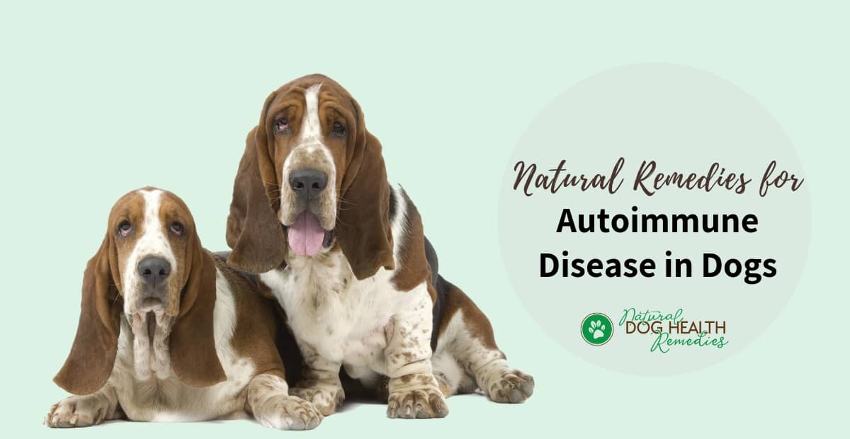 Autoimmune Disease in Dogs - Causes and Natural Treatment (2022)