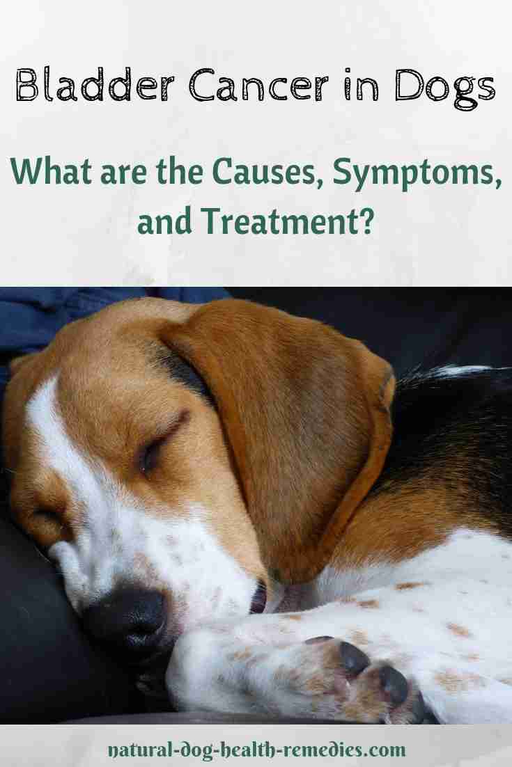 Bladder Cancer In Dogs Symptoms Causes And Treatment