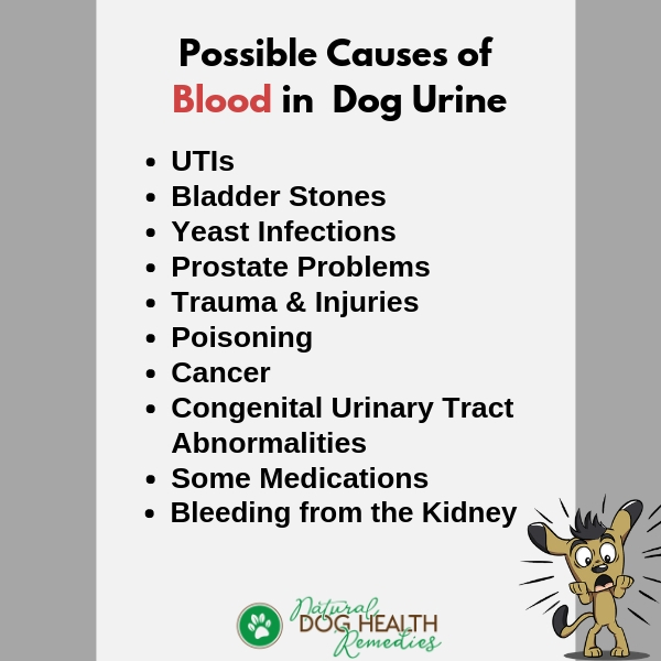 what does it mean if a dog has blood in its urine
