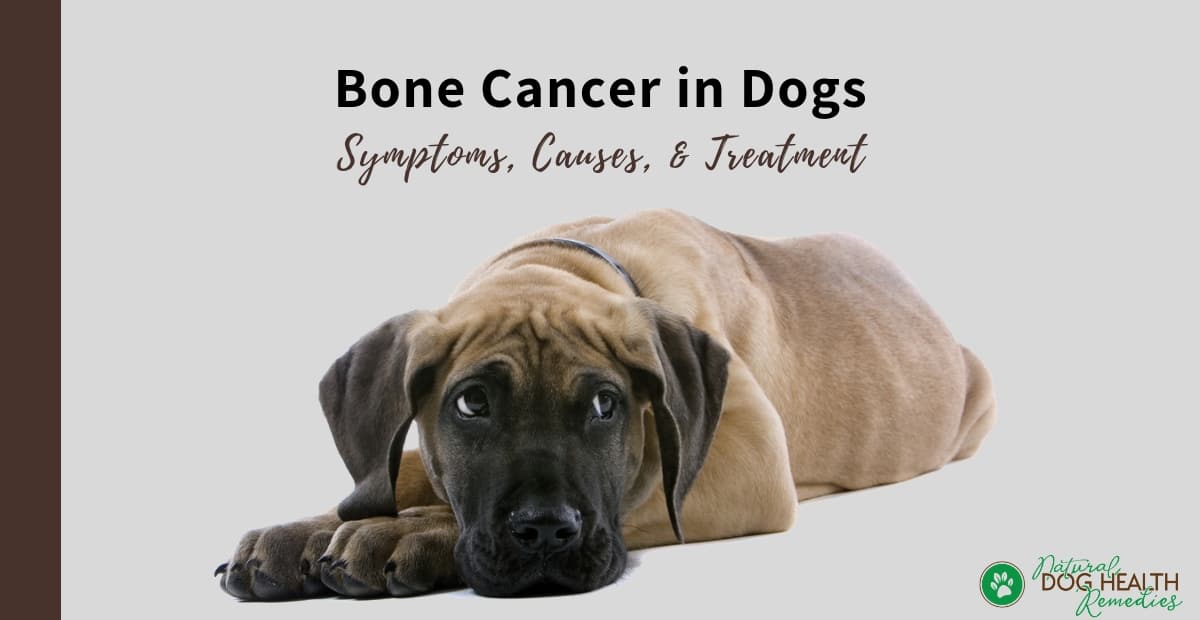 Bone Cancer in Dogs (Osteosarcoma) | Symptoms and Treatment