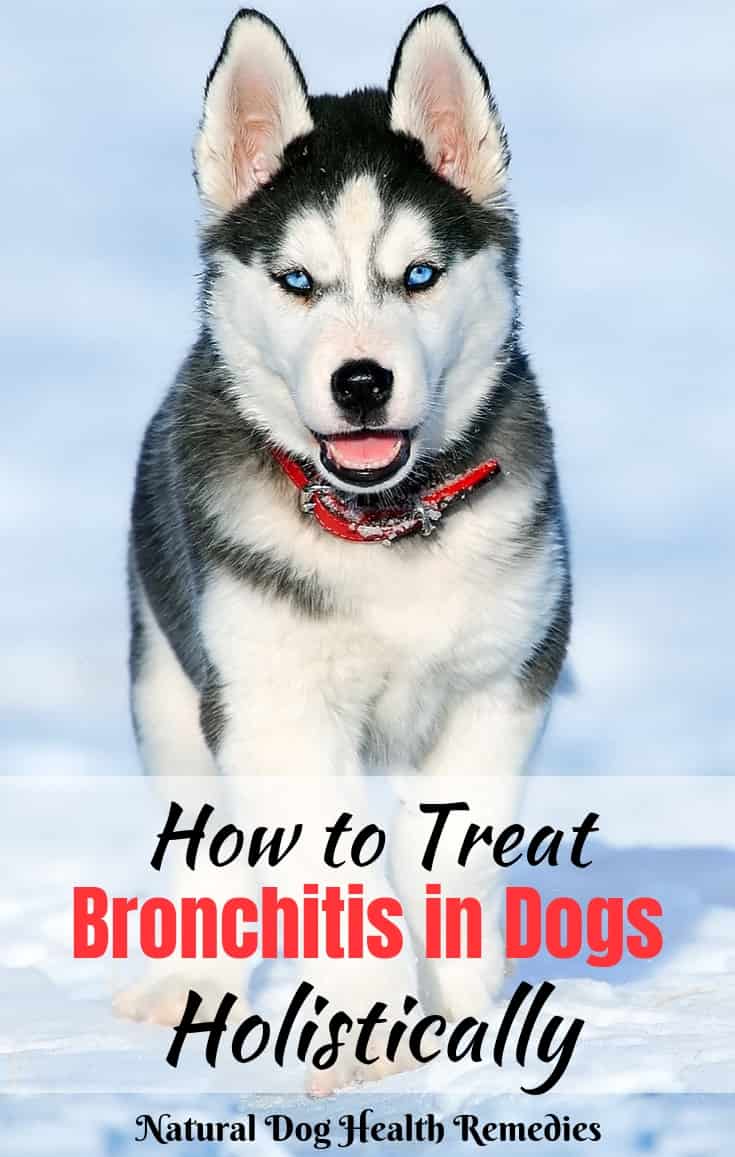 what is the treatment for bronchitis in dogs