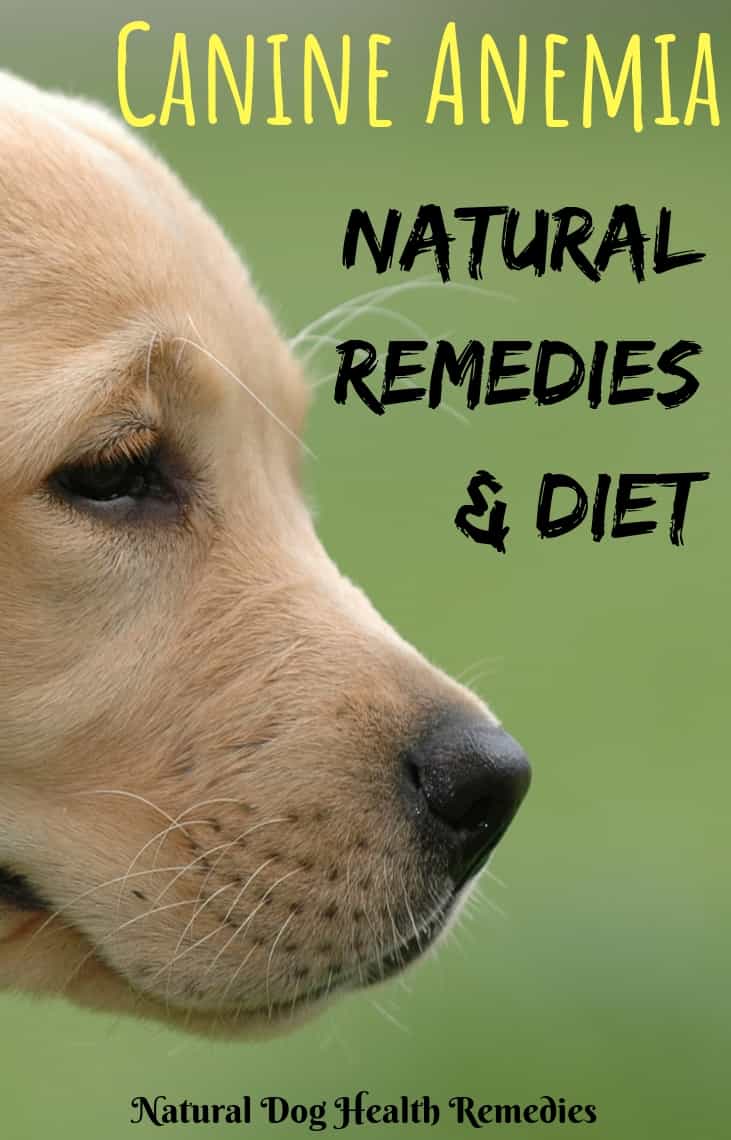 dog anemia treatment natural