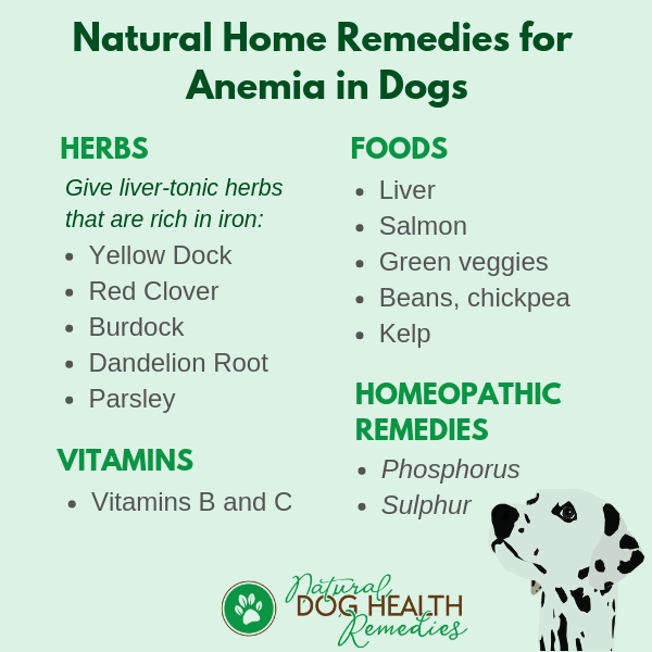 Canine Anemia - Causes, Symptoms and 