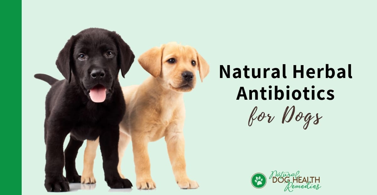 Canine Antibiotics | Natural Herbal Antibiotics for Dogs