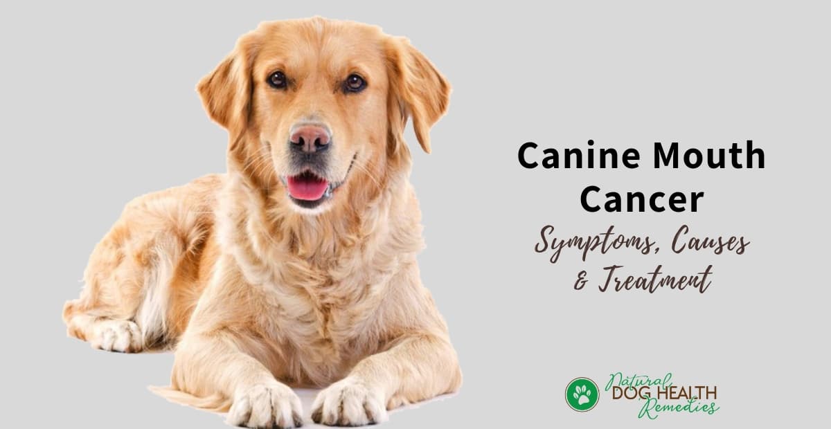 Canine Mouth Cancer Symptoms And Treatment Of Dog Oral Cancer