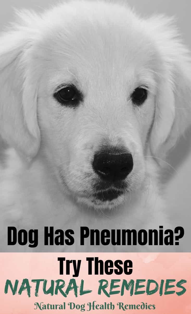 how do puppies get pneumonia