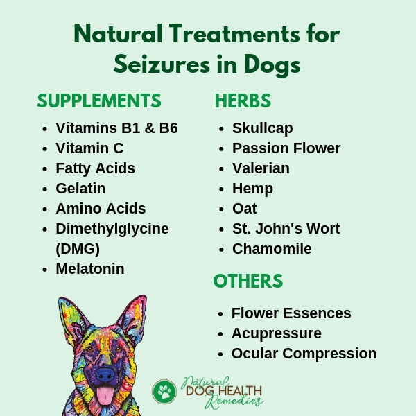 Natural Canine Seizure Remedies | How to Help Bring a Dog Out of a Seizure