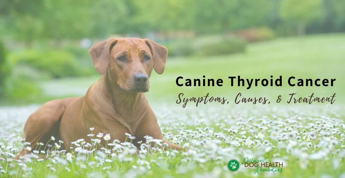 Canine Thyroid Cancer | Symptoms and Treatment