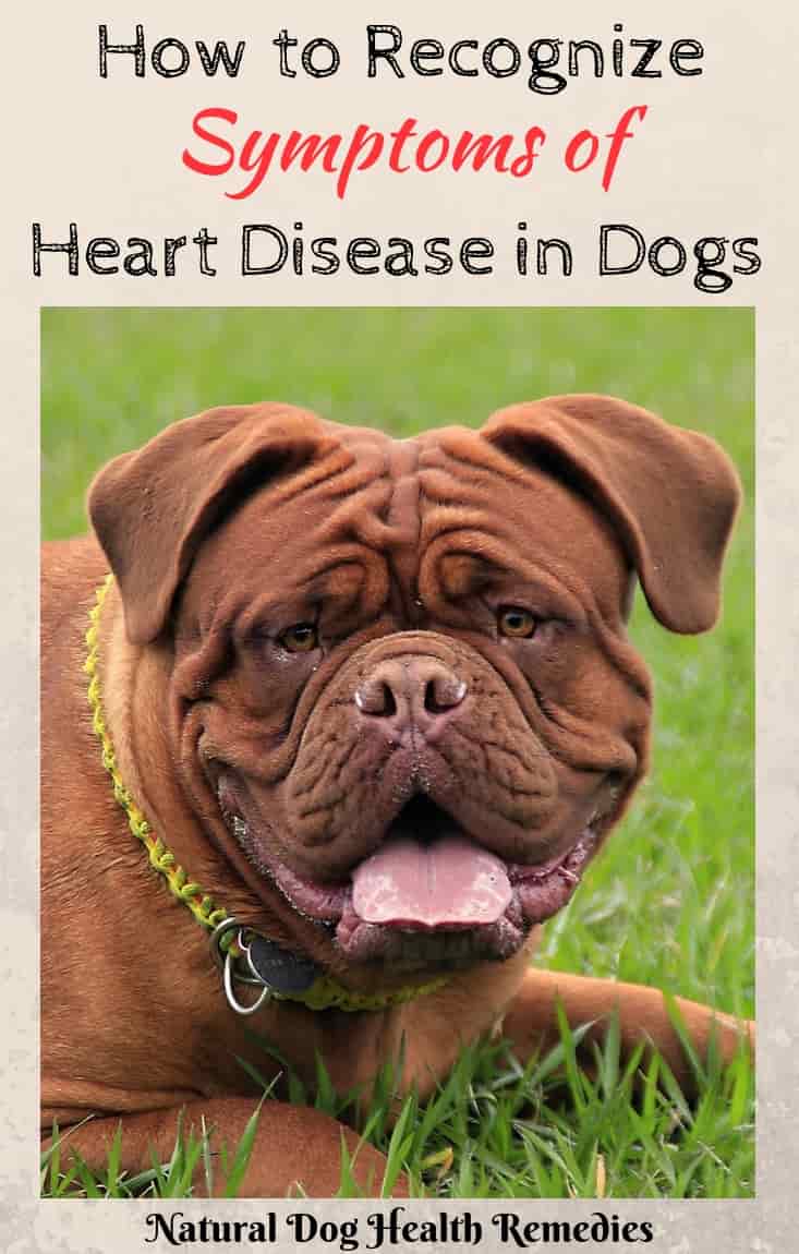 Congestive Heart Failure In Dogs Symptoms Treatment