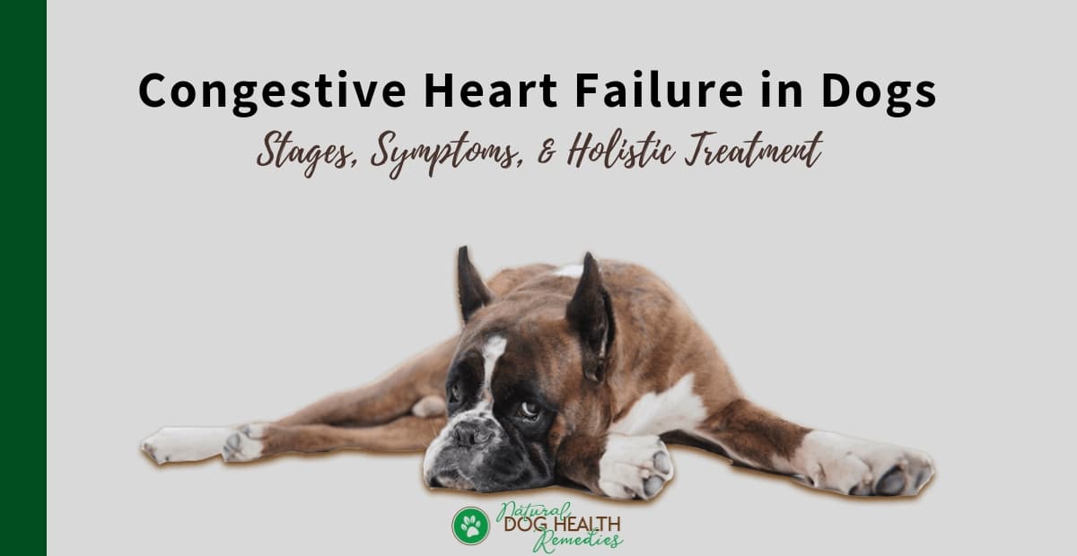 how can i help my dog with heart failure