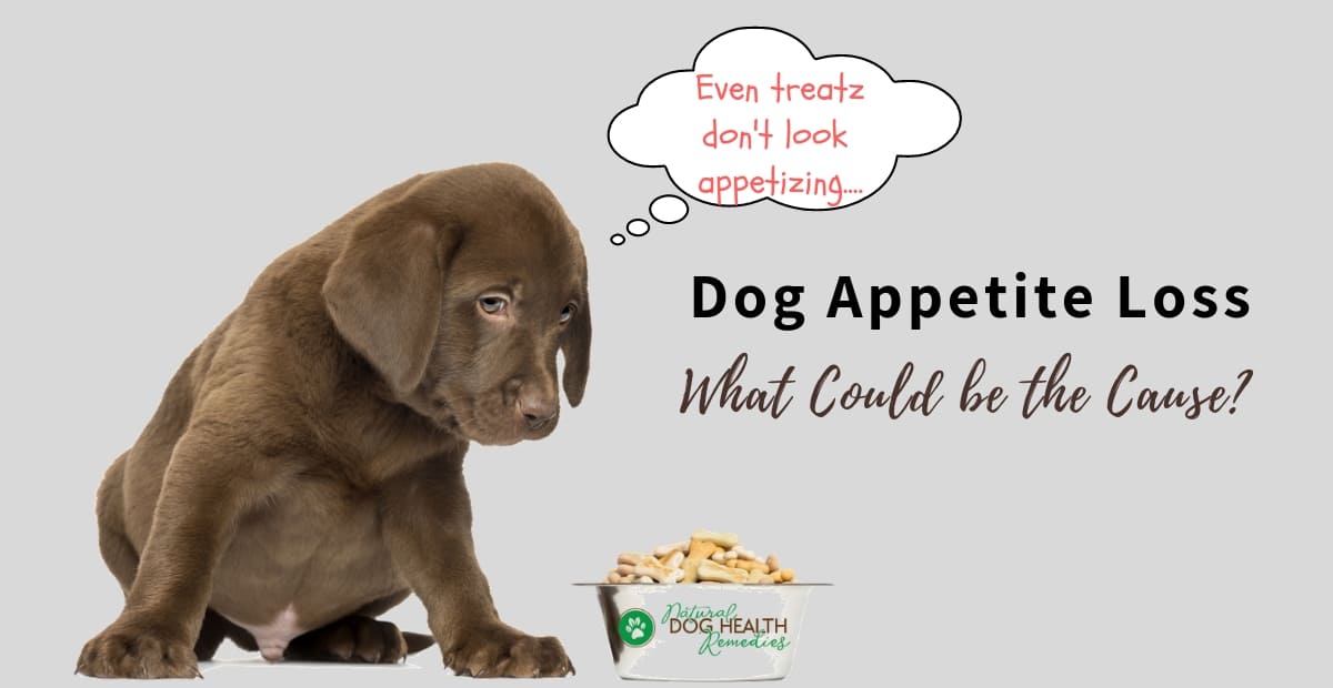 what can i feed my dog with no appetite