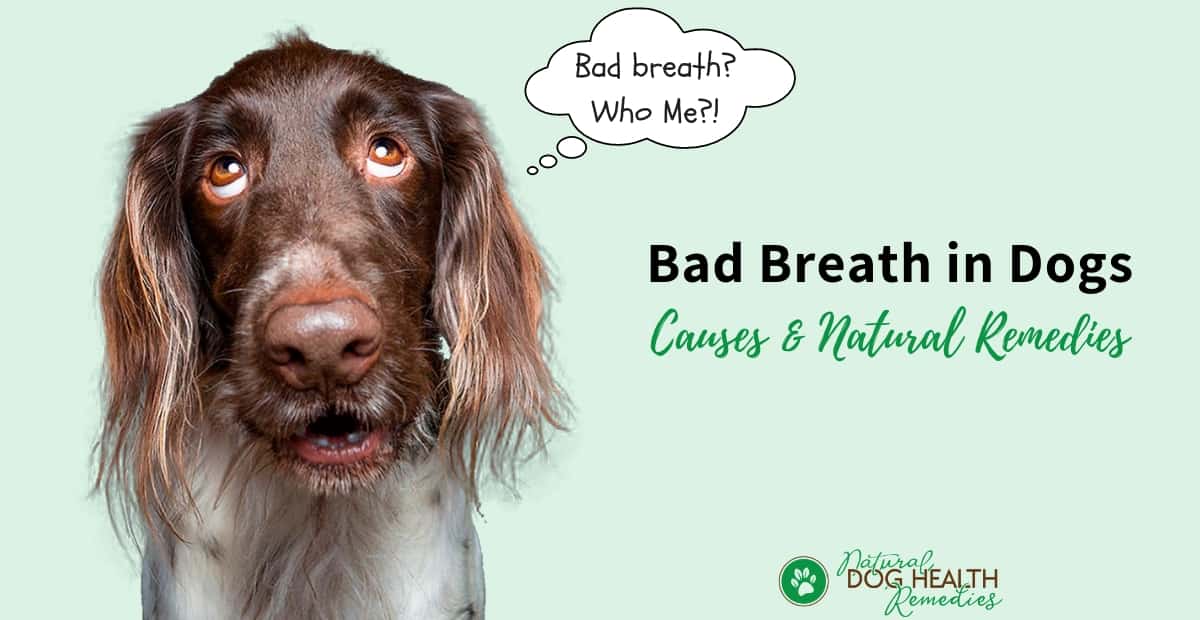 home remedies for my dog's bad breath