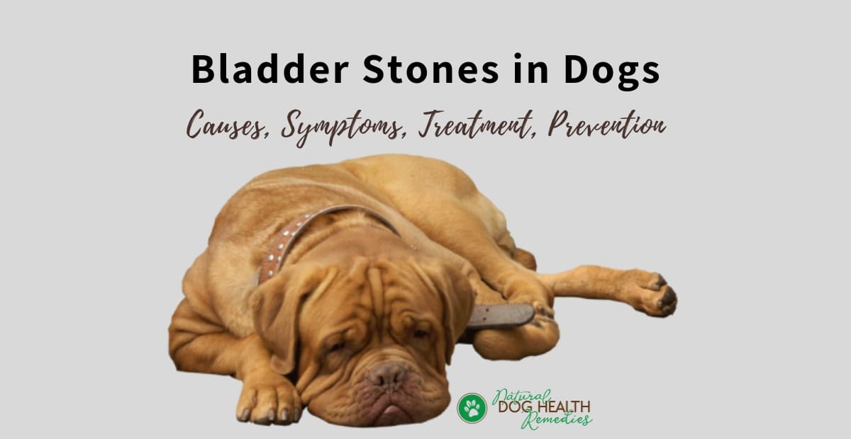 calcium oxalate bladder stones in dogs