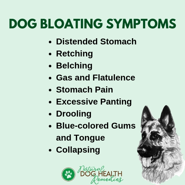 Dog Bloat | Causes, Symptoms, Treatment & Remedies