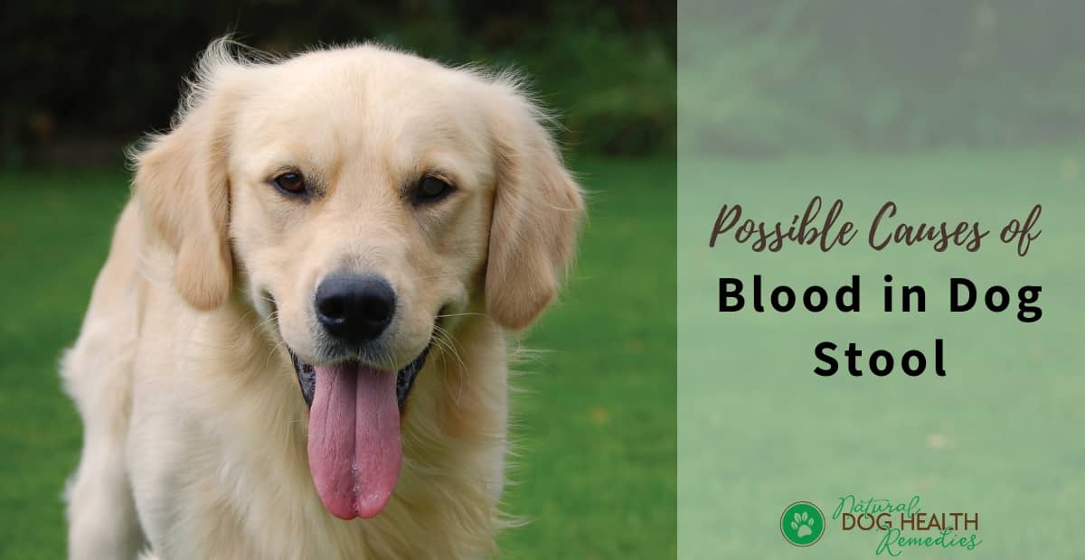 what does a dog pooping blood mean