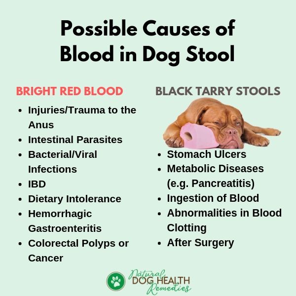 why did my dog poop blood