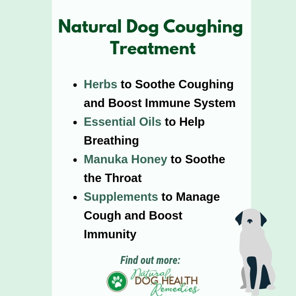 Home remedy for dry cough in dogs