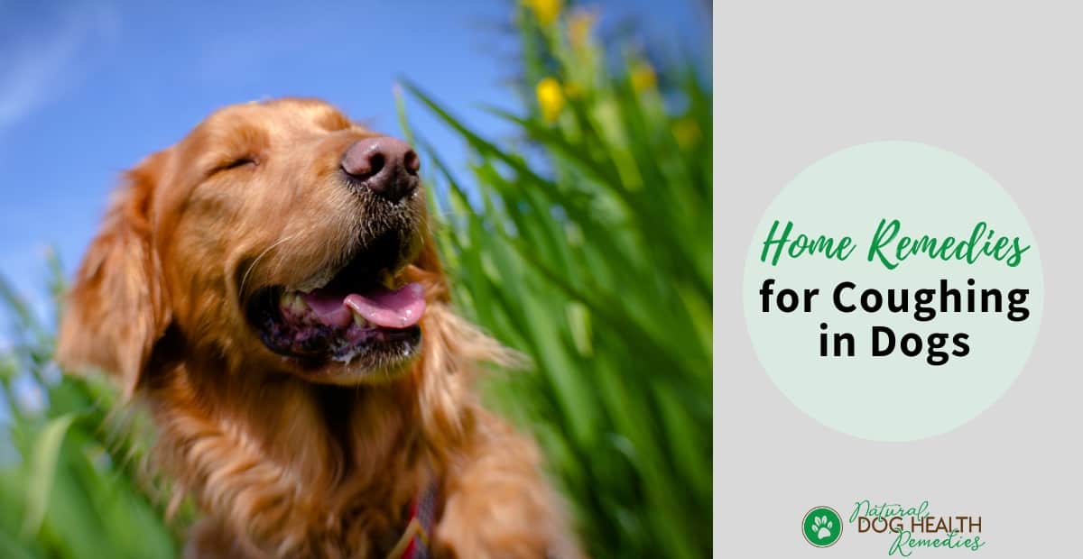 Natural Dog Cough Home Remedies