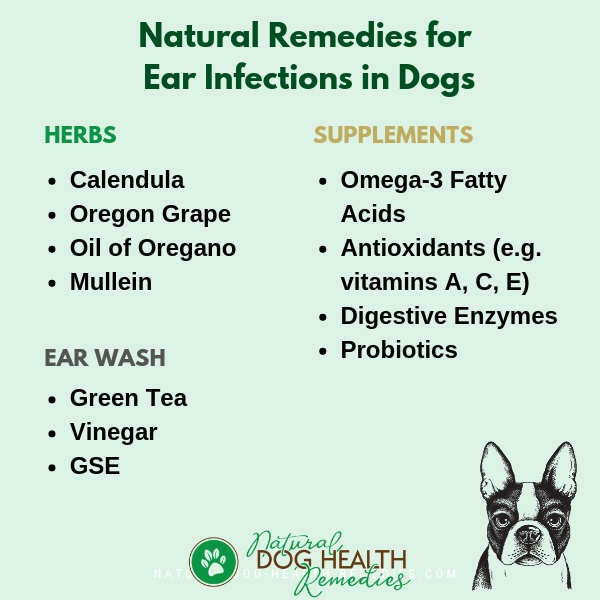 Home Remedies: Tea Tree Oil for Dog Ear Infection